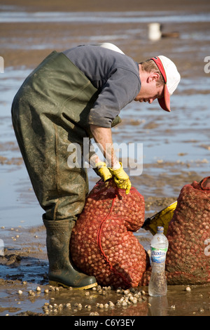 Beach Cocklers bei Ebbe auf Sandflächen in Marshside zu Beginn der Cockle-Ernte-Saison. Lizenzierte Handversammlung in Southport, Merseyside, Großbritannien Stockfoto