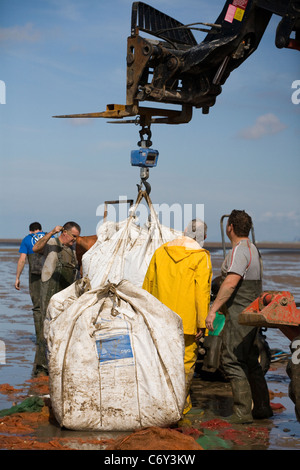 Beach Cocklers bei Ebbe auf Sandflächen in Marshside zu Beginn der Cockle-Ernte-Saison. Lizenzierte Handversammlung in Southport, Merseyside, Großbritannien Stockfoto