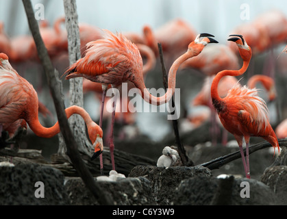 Kampf gegen Flamingo Stockfoto