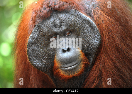 Das Männchen des Orang-Utans. Porträt von das Männchen des Orang-Utans in der wilden Natur hautnah. Insel Borneo. Stockfoto