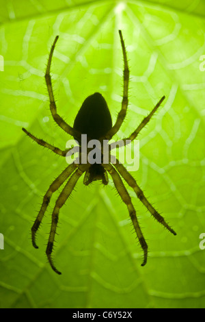 Eine Nahaufnahme auf eine weibliche Kreuz-Spinne (Arenatus Diadematus). Épeire Diadème (Araneus Diadematus) Femelle En Gros planen. Stockfoto