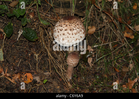 Parasol Pilz, Macrolepiota Procera, Foto in Vorschein Minster, Dorset, Großbritannien Stockfoto