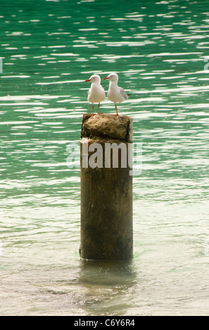 Paar Möwen ruht auf einem Baumstumpf, Neu-Kaledonien Stockfoto