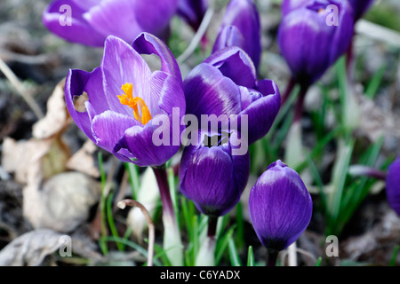Crocus in flower at spring. Stockfoto