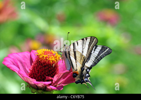 Garten: Schmetterling (knappe Schwalbenschwanz) auf Blume Stockfoto