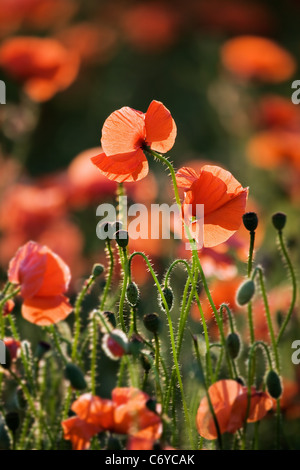 Eine Nahaufnahme von roten Mohnblumen in einem Feld von North Lincolnshire im Juni. Abend Sonnenlicht zurück-Lichter der Pflanzen Stockfoto