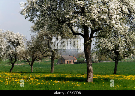 Perry Birnbäume auf einer Wiese an der Frühling (Domfrontais, Orne, Normandie, Frankreich). Stockfoto