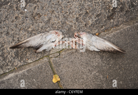Leiche eines Taube oder einer Möwe ohne Kopf nur die Flügel auf einem Bürgersteig roadkill Stockfoto