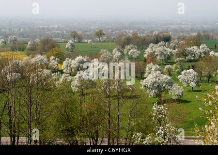 Obstgarten von Perry Birnbäume blühen im Frühling (Domfrontais, Orne, Normandie, Frankreich). Stockfoto
