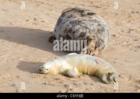 Kegelrobben mit neugeborenen Welpen Stockfoto