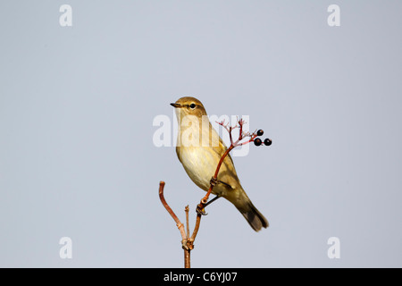 Zilpzalp, Phylloscopus Collybita, einziger Vogel Fütterung auf Holunder-Beeren, Midlands, August 2011 Stockfoto