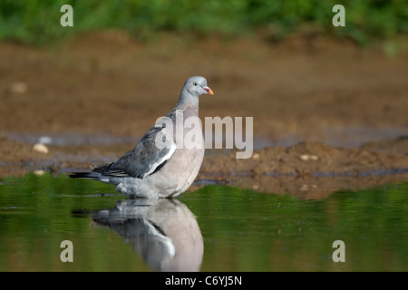 Ringeltaube, Columba Palumbus, unreifen Vogel herab, um Wasser zu trinken, Midlands, August 2011 Stockfoto