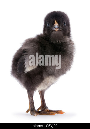 Baby Huhn Closeup isoliert auf weißem Hintergrund Stockfoto