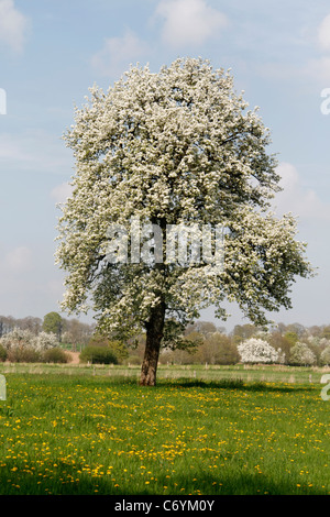 Ein perry Pear Tree in der Blüte im Frühjahr (Orne, Normandie, Frankreich). Stockfoto