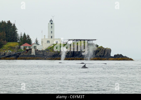 Wale Spouting vor fünf Finger Leuchtturm in Frederick Sound, Alaska Stockfoto