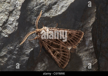 Gefiederten Gothic Motte, Tholera Decimalis, UK Stockfoto