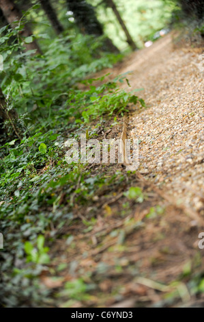 Woodland Weg geschwungene Weg in die Ferne Stockfoto