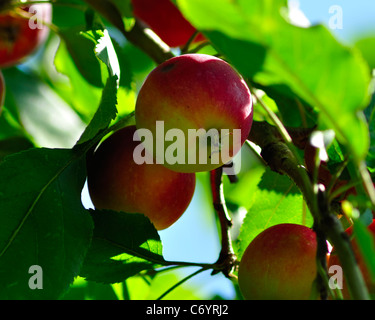 Apple; Apfelbaum; Frucht; Baum; Die Ernte; Ernte; Bauernhof; Landwirtschaft; rot; Hintergrund; schön; Schönheit; Zweigniederlassung; hell; Closeup Stockfoto