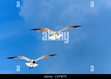 Zwei karibische Möwen fliegen in einen blauen Himmel. Stockfoto