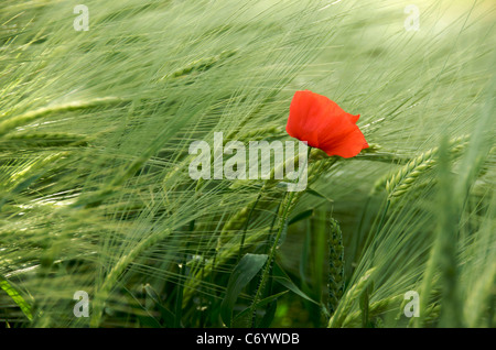 Blume - einzelne Mohn in einem Weizenfeld in Frankreich, Europa Stockfoto