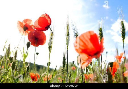 Lebhaftes Mohn- und Weizenfeld unter einem hellblauen Himmel an einem sonnigen Frühlingstag Stockfoto