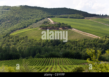 Weinberge, Hügeln und Feldern in Chianti Region, Toskana, Italien Stockfoto