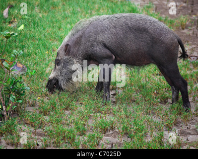 bärtige Schwein in Borneo Bako Park, malaysia Stockfoto