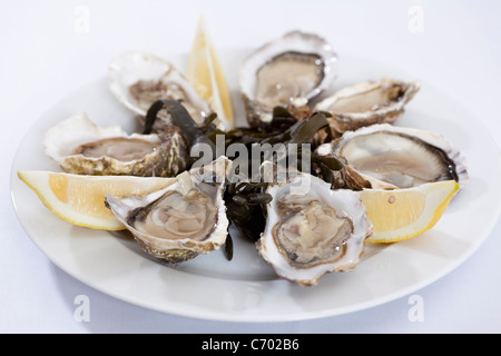 Nahaufnahme von Teller mit Austern Stockfoto