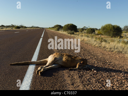 Große rote Känguru tot am Straßenrand. Road Kill. Roadkill Stockfoto