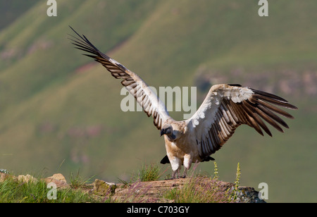 Kap Geier im Flug oder mit Flügel ausbreiten Stockfoto