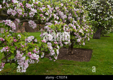 Blühende Apfelbäume. Lord Suffield traditionelle englische Apfelsorte voller rosa und weißer Blüten im Rousham House, Oxfordshire, England. Stockfoto