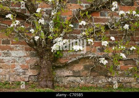 Die zarte weiße Blüte eines Espalier-Apfelbaums trainierte gegen eine Backsteinmauer aus dem 18th. Jahrhundert im Rousham House in Oxfordshire, England Stockfoto