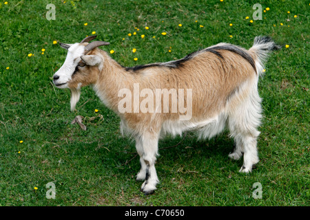 Hausziege (Capra Hircus). Stockfoto