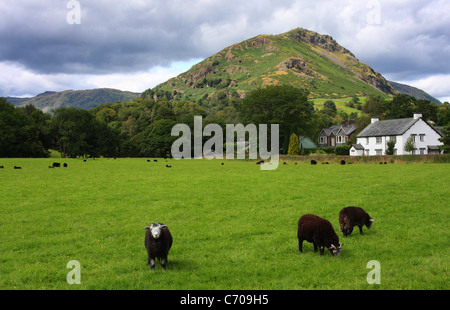 Beweidung Herdwick Schafe mit Helm es Felsen im Hintergrund, Grasmere, Nationalpark Lake District, Cumbria, England, Europa Stockfoto