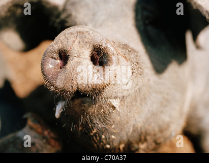 Nahaufnahme eines Schweines Schnauze Stockfoto