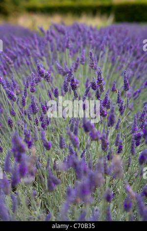 Lavendel bei Snowshill Lavender Farm in der Nähe von Snowshill Dorf in den Cotswolds Stockfoto