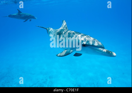 Atlantik entdeckt Delphin, Stenella Frontalis, Atlantischer Fleckendelfin, juvenile Delphin, Bimini, Bahamas, wild lebende Delphine Stockfoto