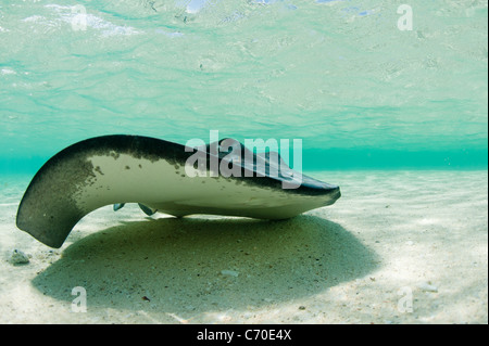 Freundlichen Stachelrochen Bimini Bahamas Schwimmen mit Touristen in einer seichten Lagune Unterwasser Fotografie Stockfoto