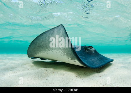 Freundlichen Stachelrochen Bimini Bahamas Schwimmen mit Touristen in einer seichten Lagune Unterwasser Fotografie Stockfoto