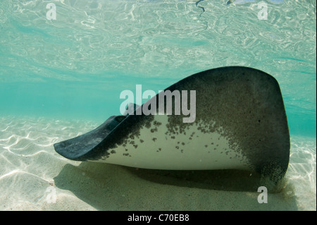 Freundlichen Stachelrochen Bimini Bahamas Schwimmen mit Touristen in einer seichten Lagune Unterwasser Fotografie Stockfoto