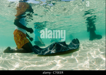 Freundlichen Stachelrochen Bimini Bahamas Schwimmen mit Touristen in einer seichten Lagune Unterwasser Fotografie Stockfoto