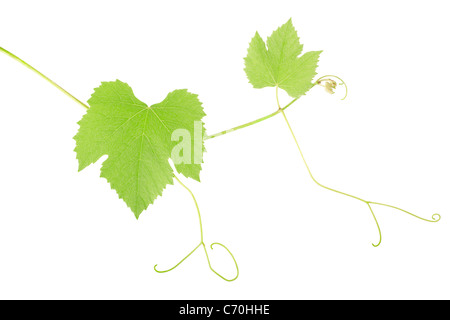 Grüne Traube Blätter Stockfoto