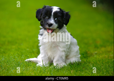 Welpe Hund havaneser Stockfoto