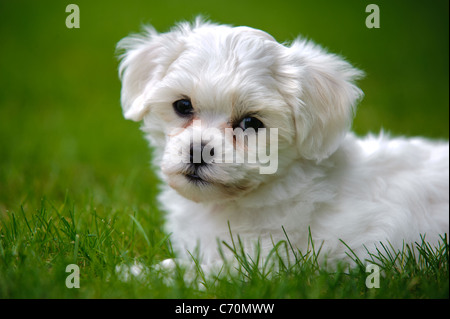 Welpe Hund Havaneser Stockfoto