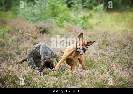 Lolly deutscher Vorstehhund spielen Kämpfe mit Rana der Rhodesian Ridgeback Stockfoto