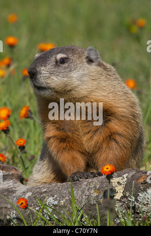 Murmeltier grüßt das Murmeltier, Marmota monax Stockfoto