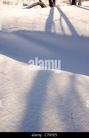 Weg mit Schnee bedeckt. Baum Schatten auf dem Schnee. Winter Beauty. Stockfoto