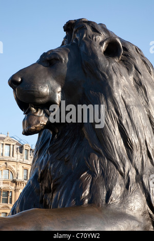 Lion Teil des Nelsons Säule Denkmal in Trafalgar Square, London, England, UK Stockfoto