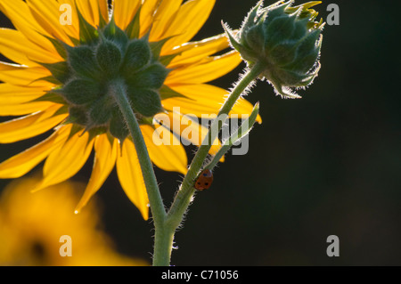 Marienkäfer auf eine Sonnenblume. Stockfoto