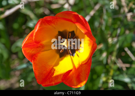 Orange Tulpe Kaiser. Tulipa Fosteriana Stockfoto